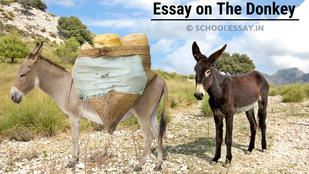 Donkey Essay