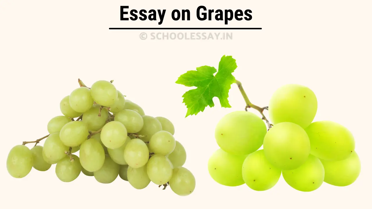 Essay Grapes