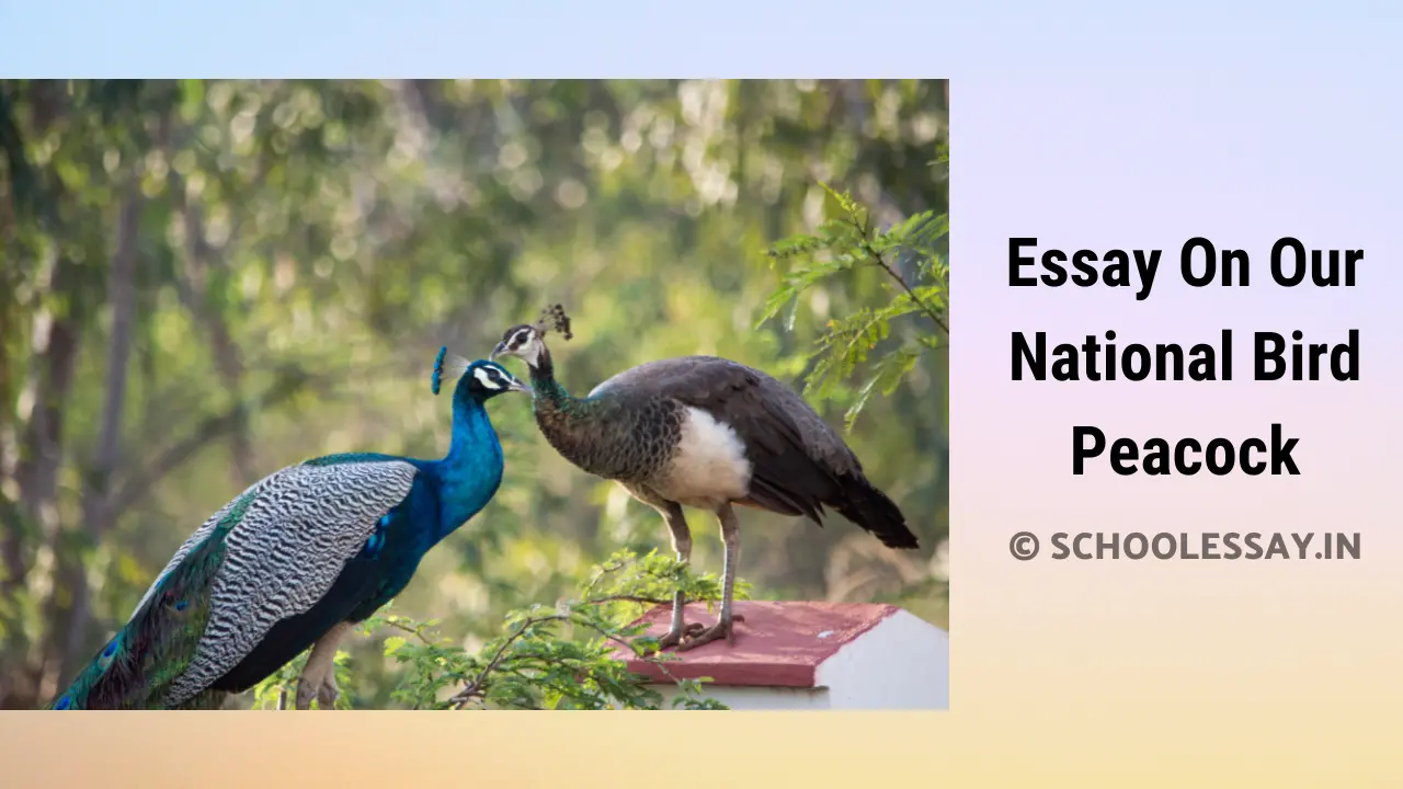 Essay On Our National Bird Peacock