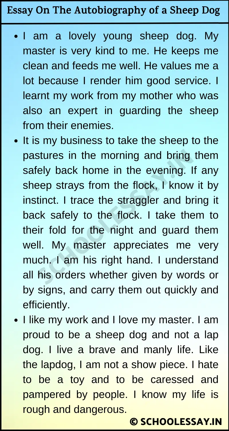 Essay On The Autobiography of a Sheep Dog