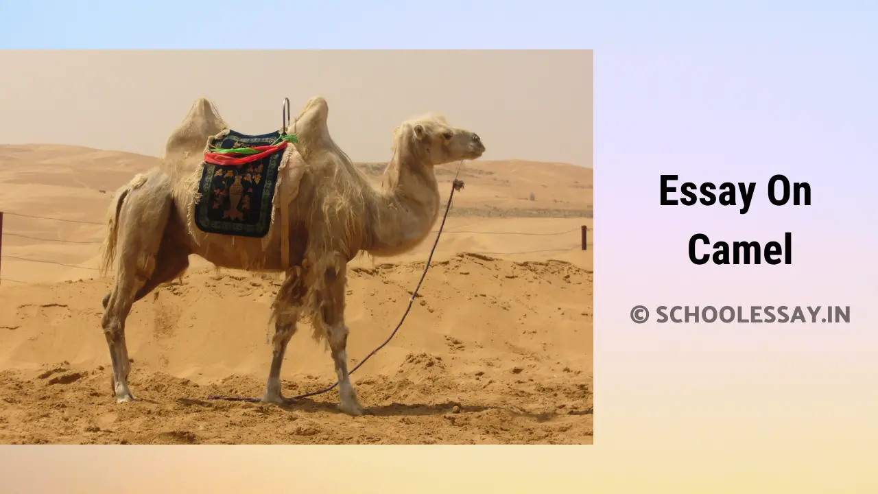Read more about the article Essay On Camel