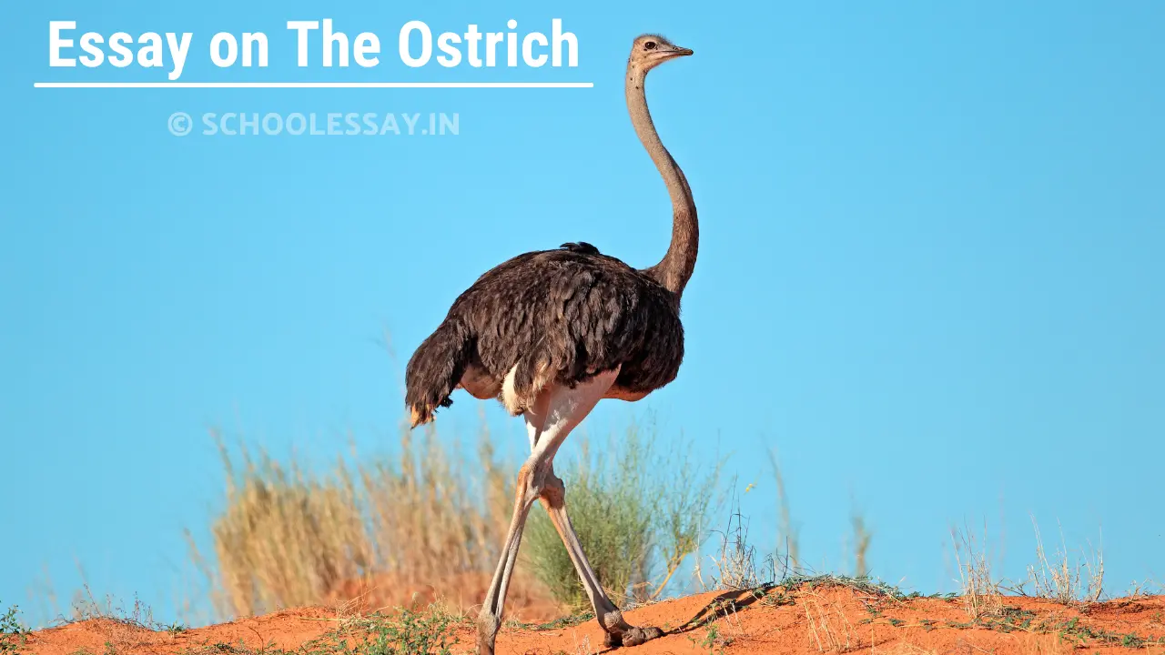Read more about the article Essay on The Ostrich