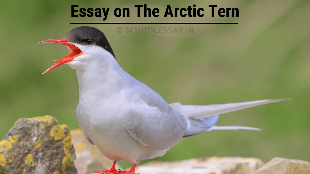 Read more about the article Essay on The Arctic Tern