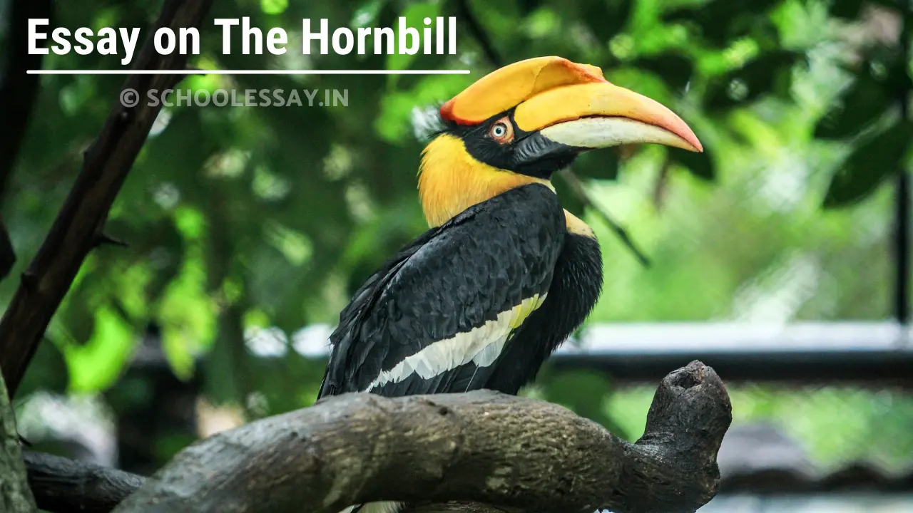 Read more about the article Essay on The Hornbill