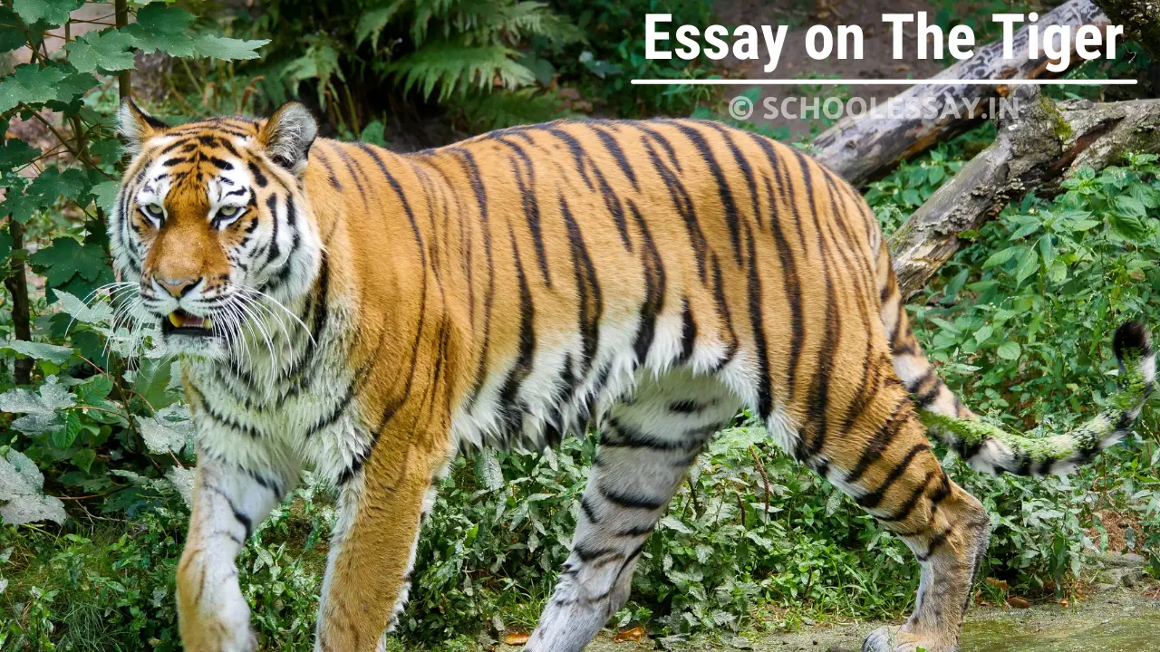 Read more about the article Essay on The Tiger