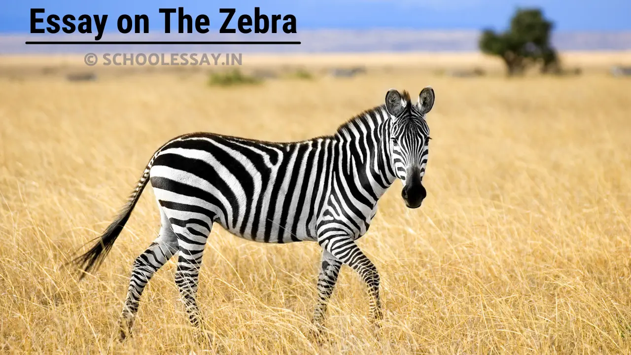 Read more about the article Essay on The Zebra