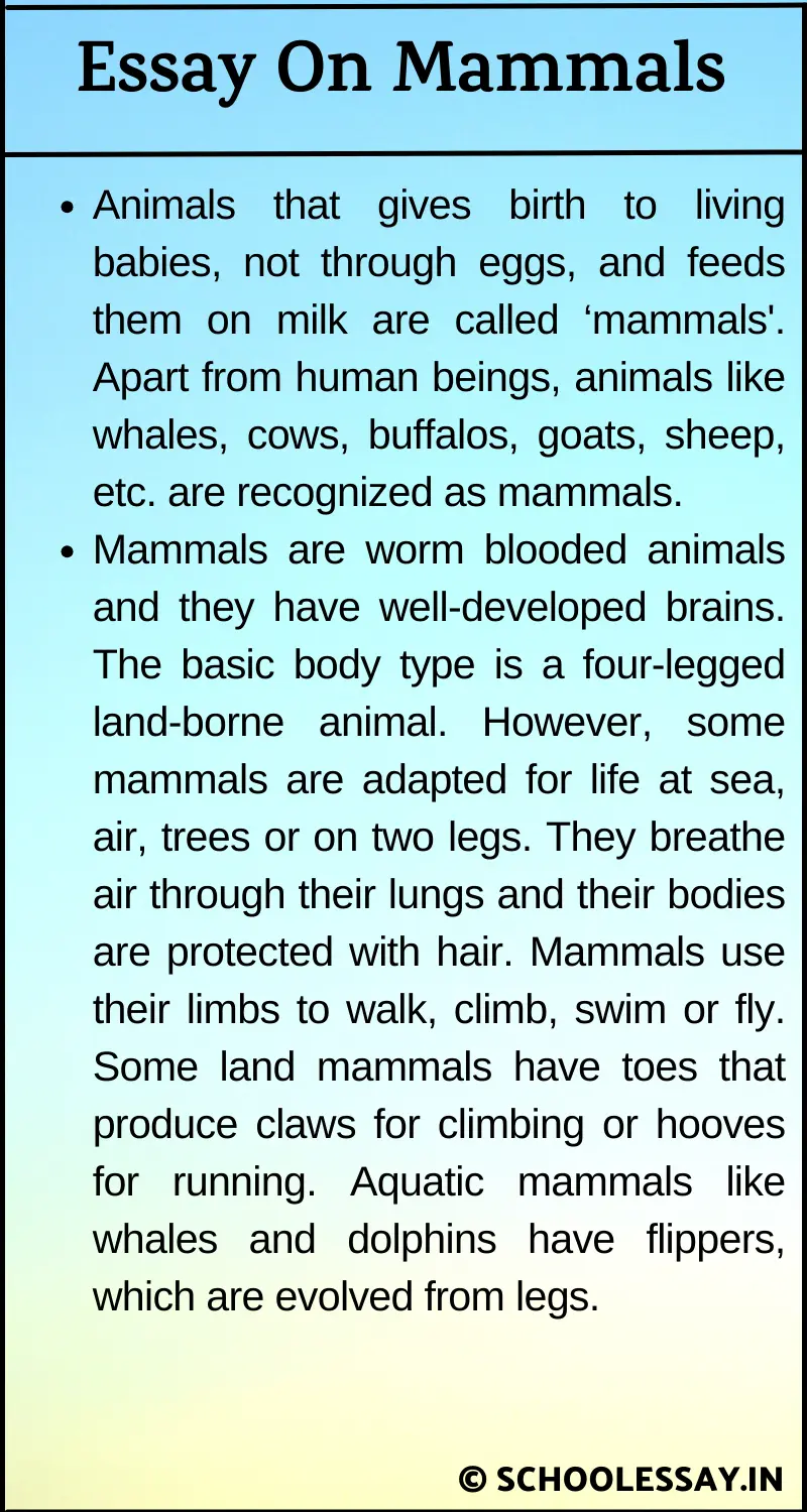 Essay On Mammals